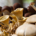 Top 5 plante medicinale pentru o imunitate de fier: Ghid complet